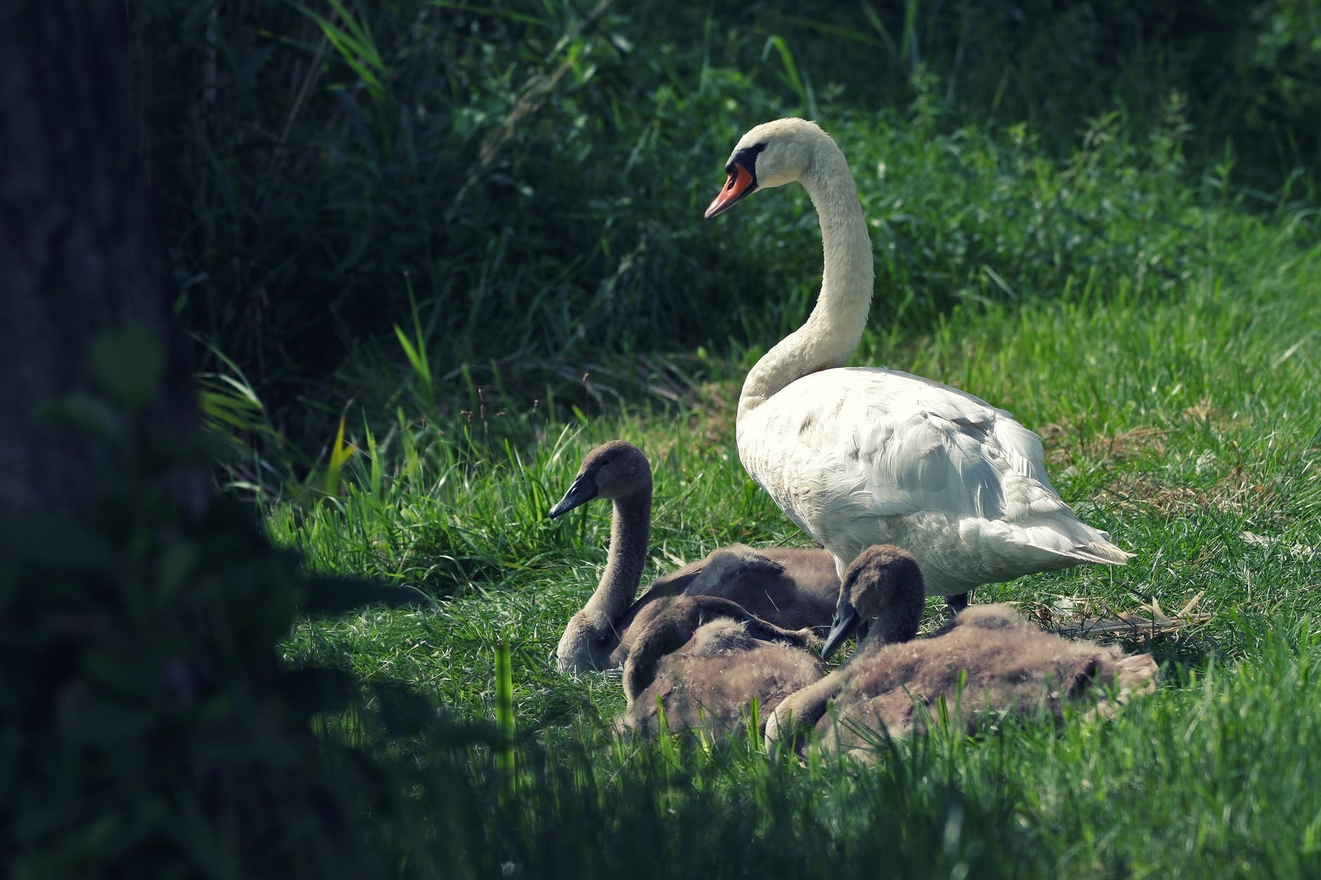 white swan on green grass